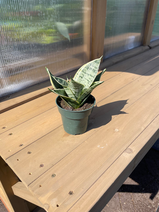 4 inch Snake Plant “Silver Star”