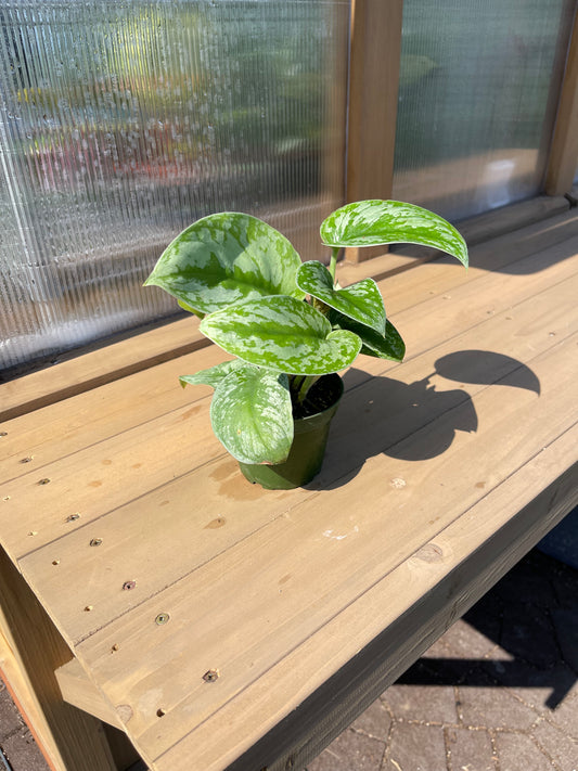 4 inch Pothos “Silver Splash”