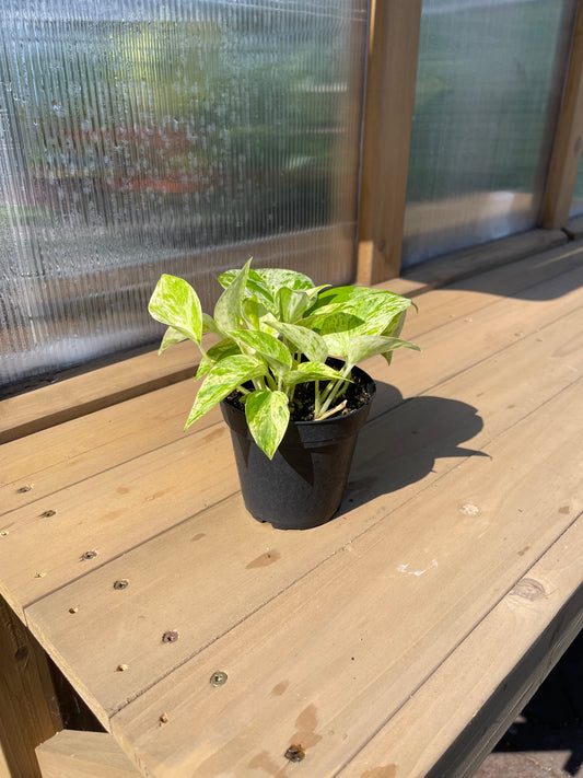 4 inch Pothos “Marble Queen”