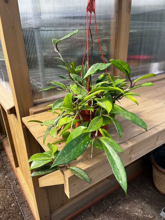 6 inch Hoya Publcalyx